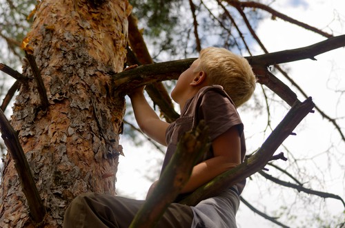 boy climbing a tree